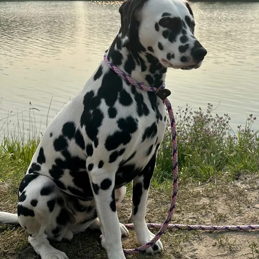 Dalmatian dog