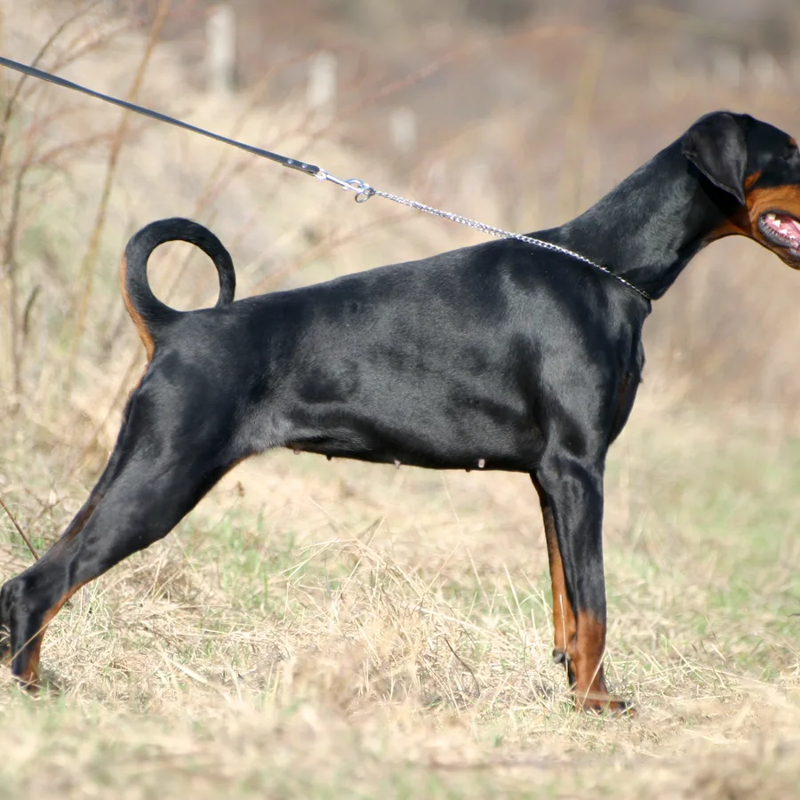 Doberman Pinscher dog