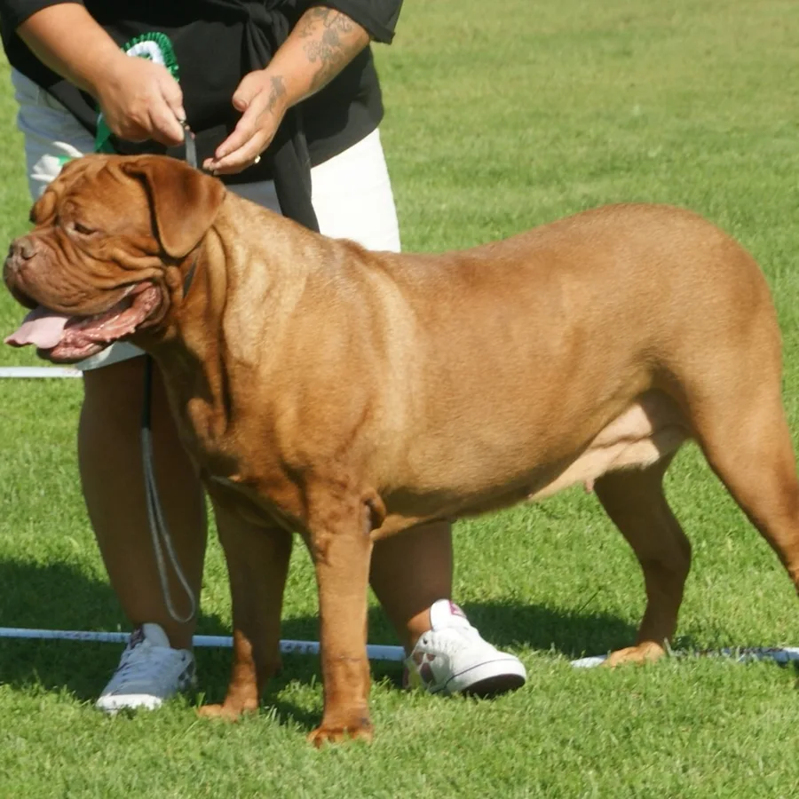 Dogue de Bordeaux dog