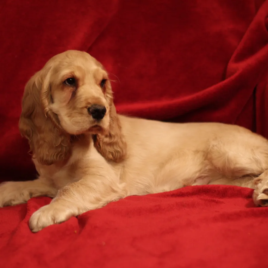 English Cocker Spaniel dog