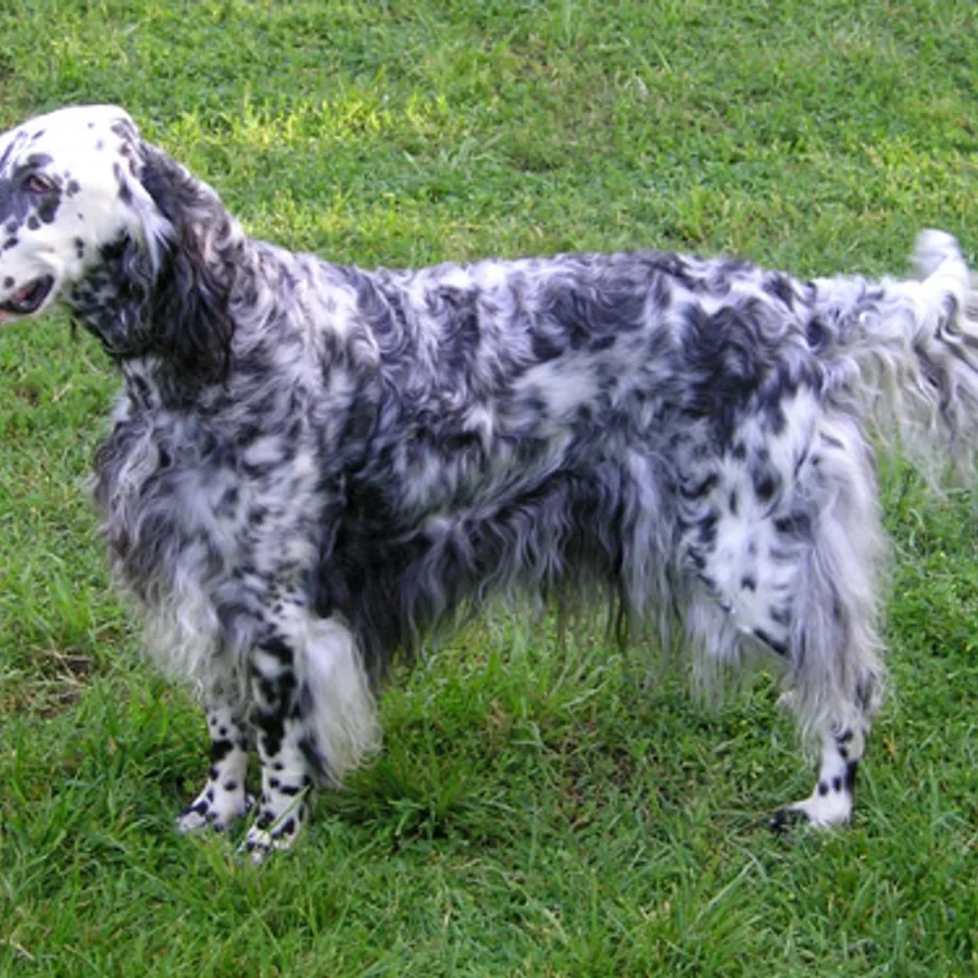 English Setter dog