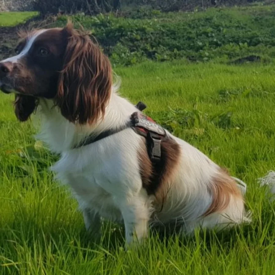 English Springer Spaniel dog