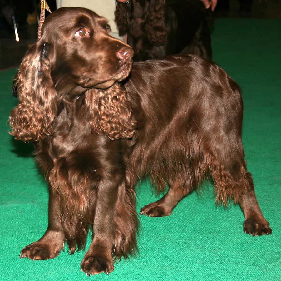Field Spaniel dog