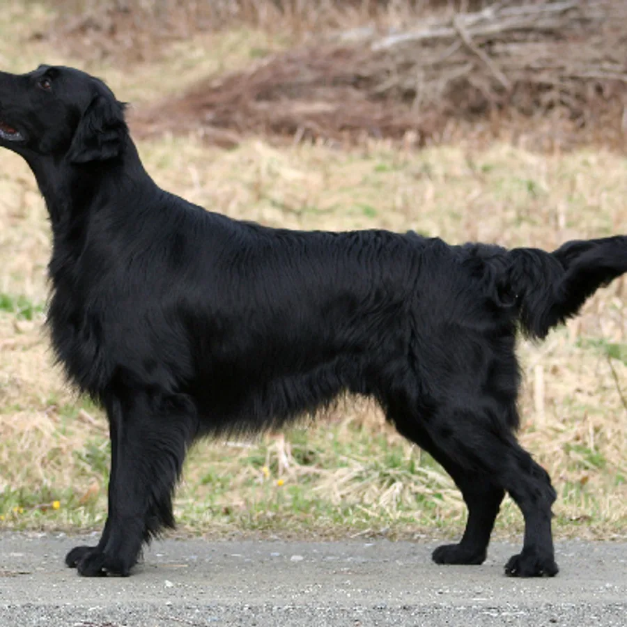 Flat-Coated Retriever dog
