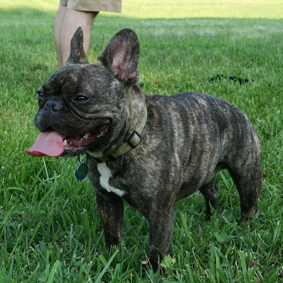 French Bulldog dog