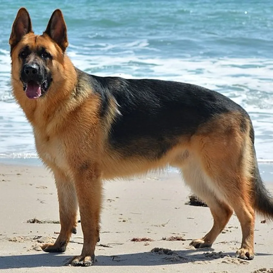 German Shepherd Dog dog