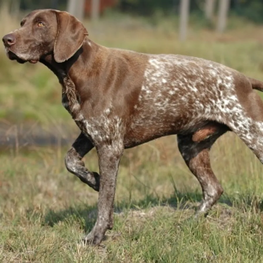 German Shorthaired Pointer dog