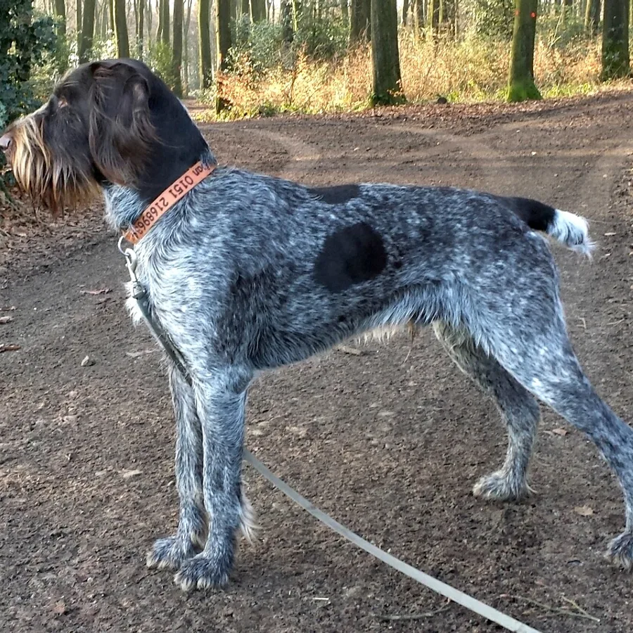 German Wirehaired Pointer dog