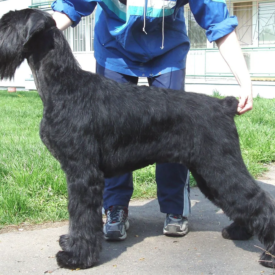 Giant Schnauzer dog