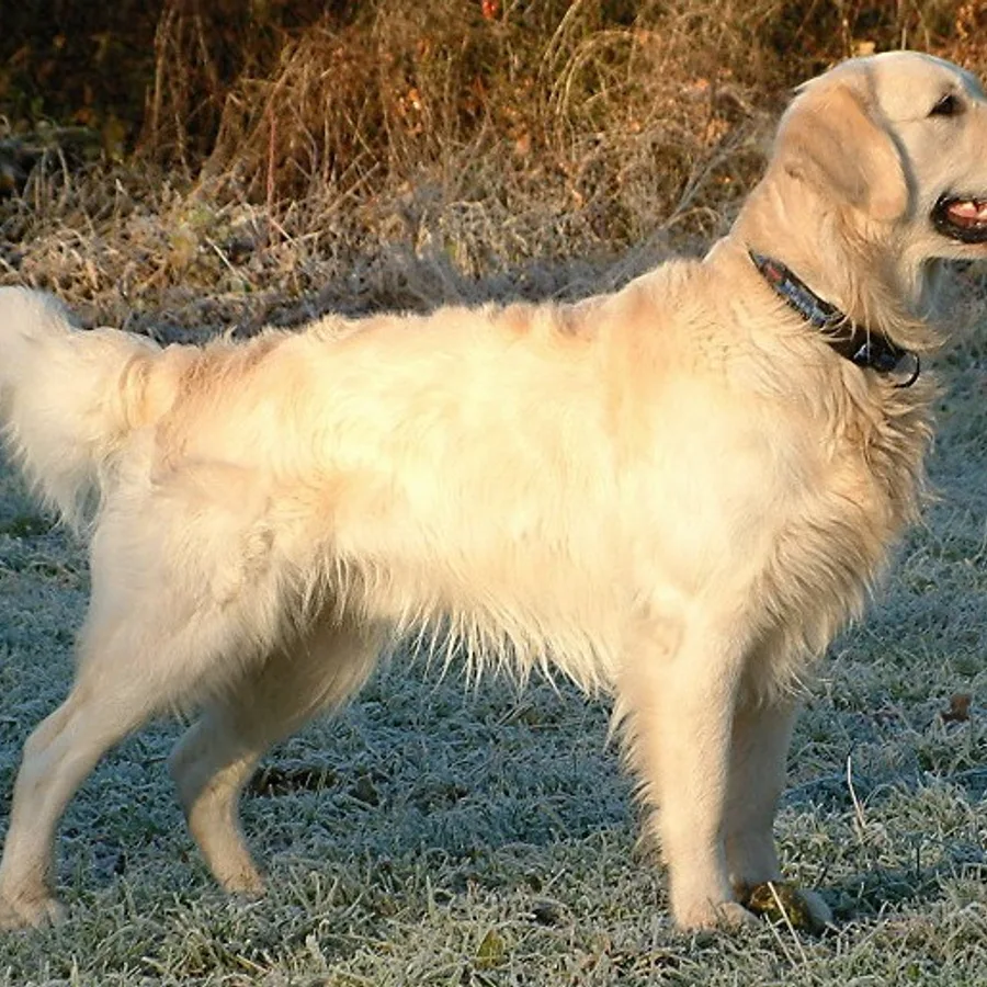 Golden Retriever dog