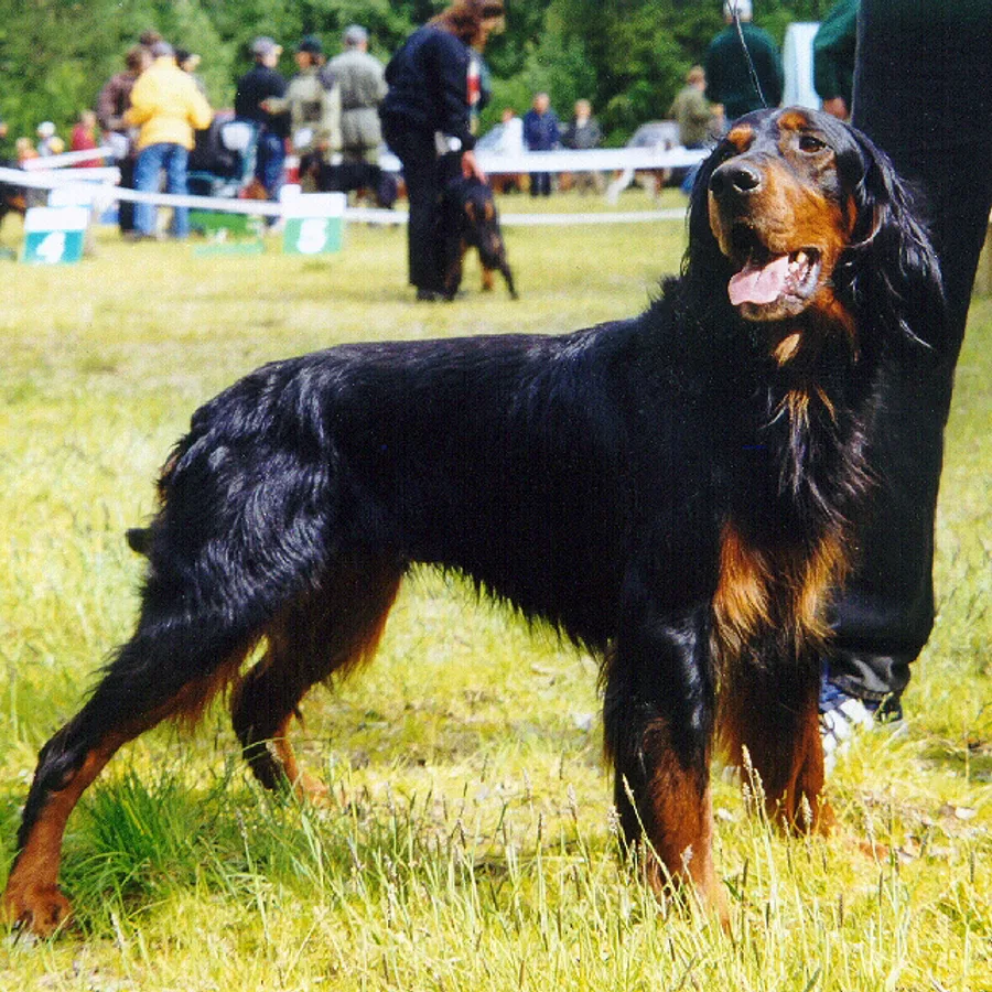 Gordon Setter dog