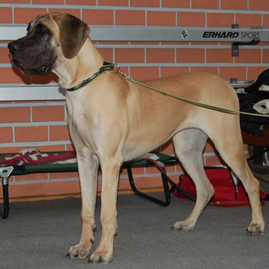 Great Dane dog