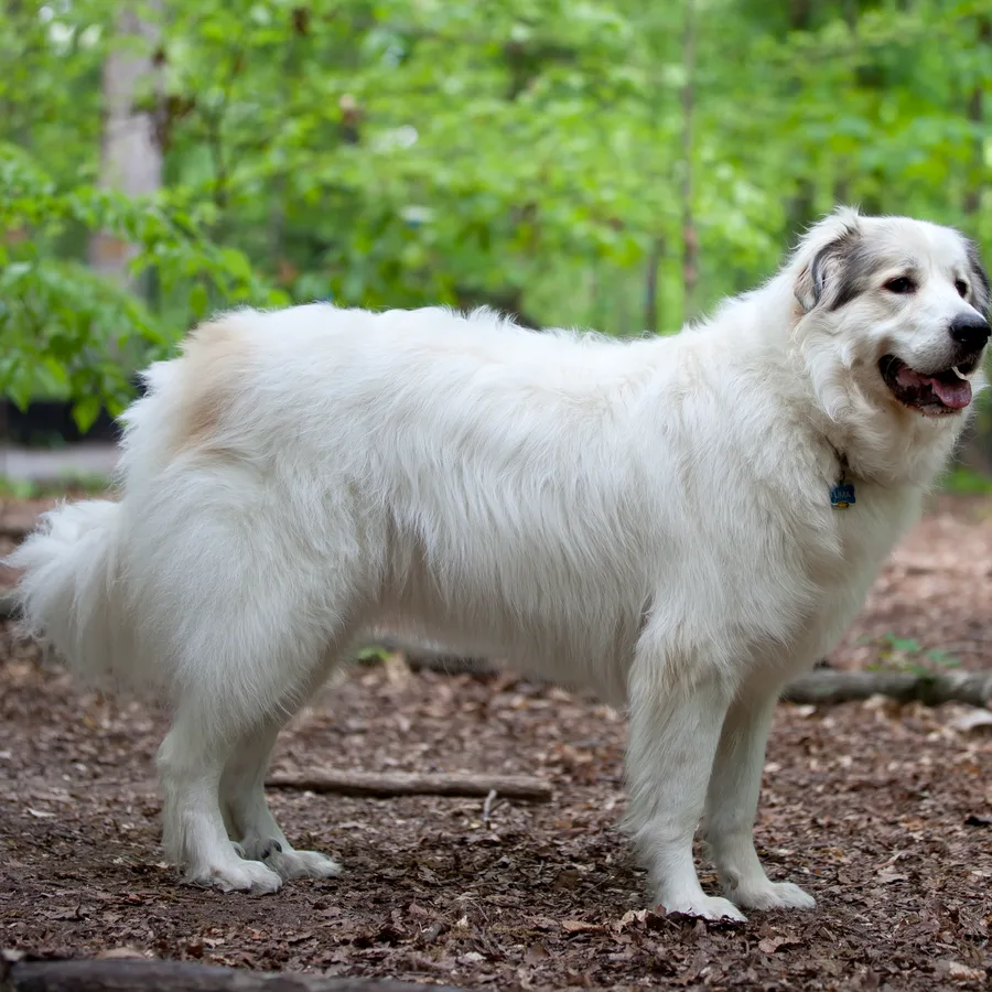 Great Pyrenees dog