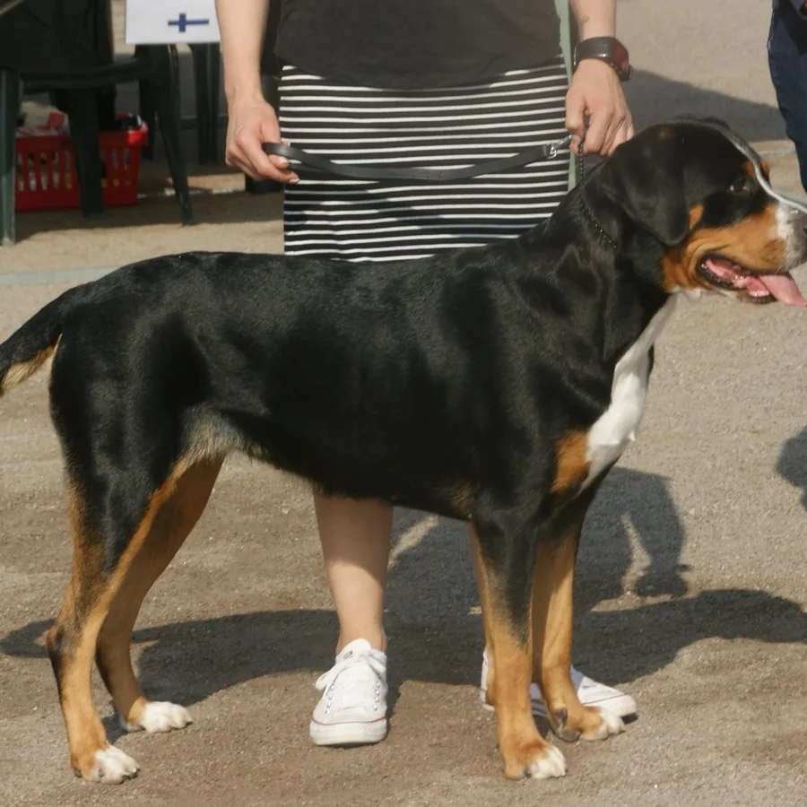 Greater Swiss Mountain Dog dog