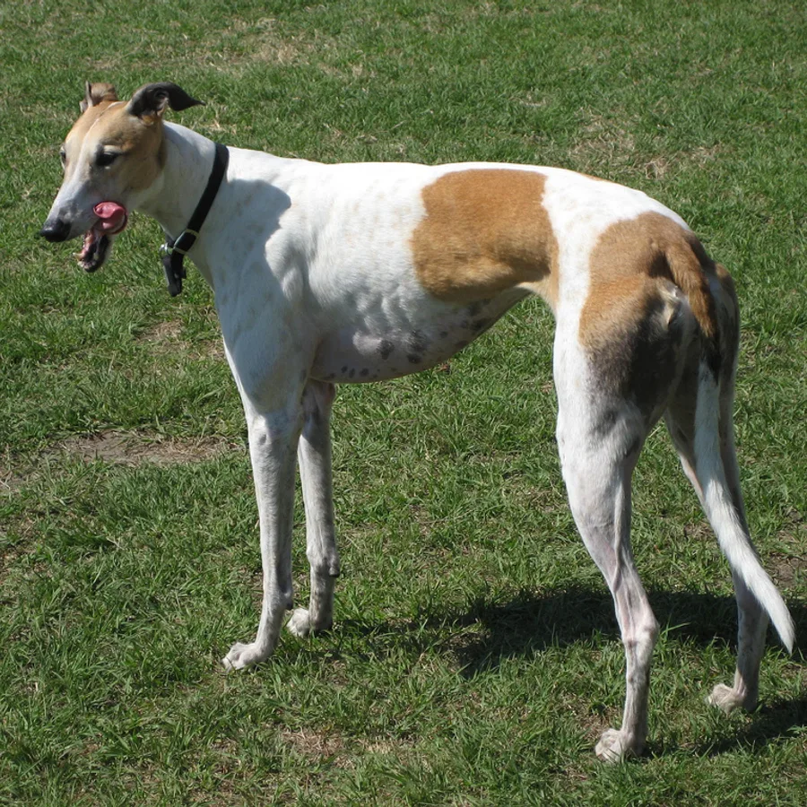 Greyhound dog