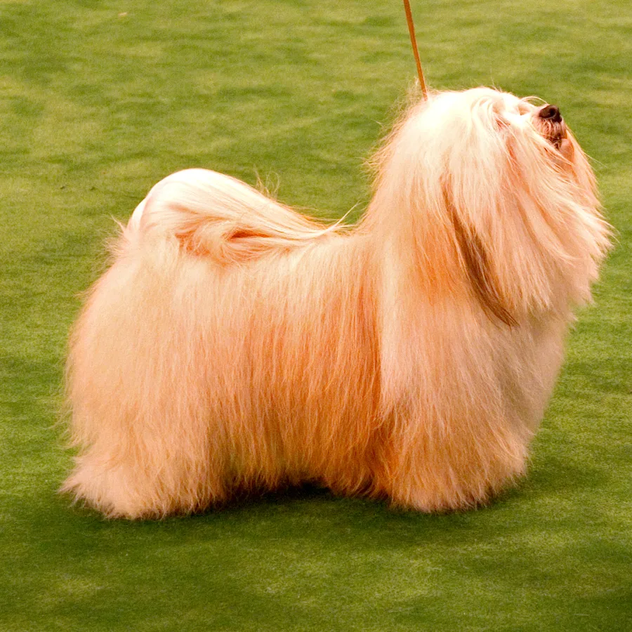 Havanese dog
