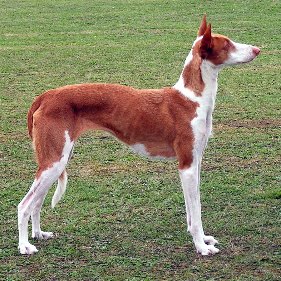 Ibizan Hound dog