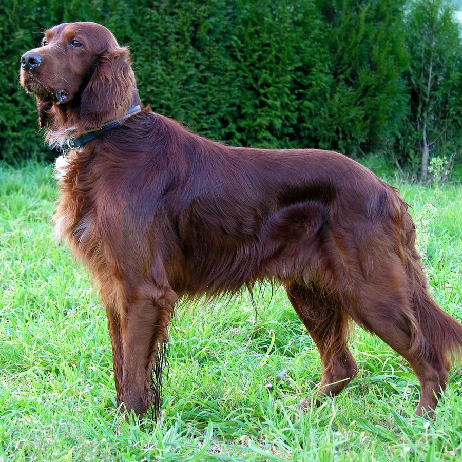 Irish Setter dog