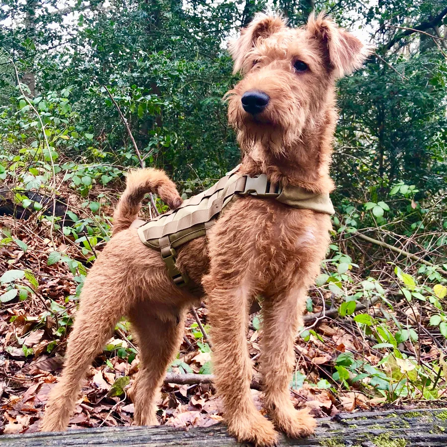 Irish Terrier dog