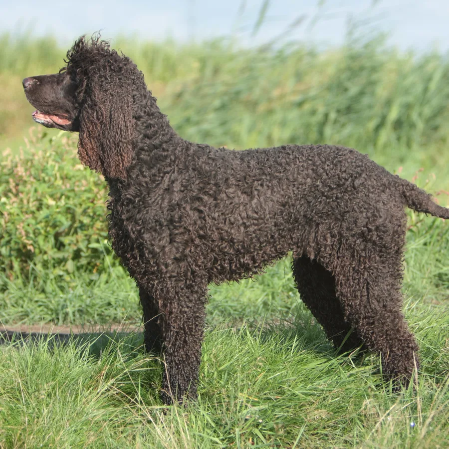 Irish Water Spaniel dog