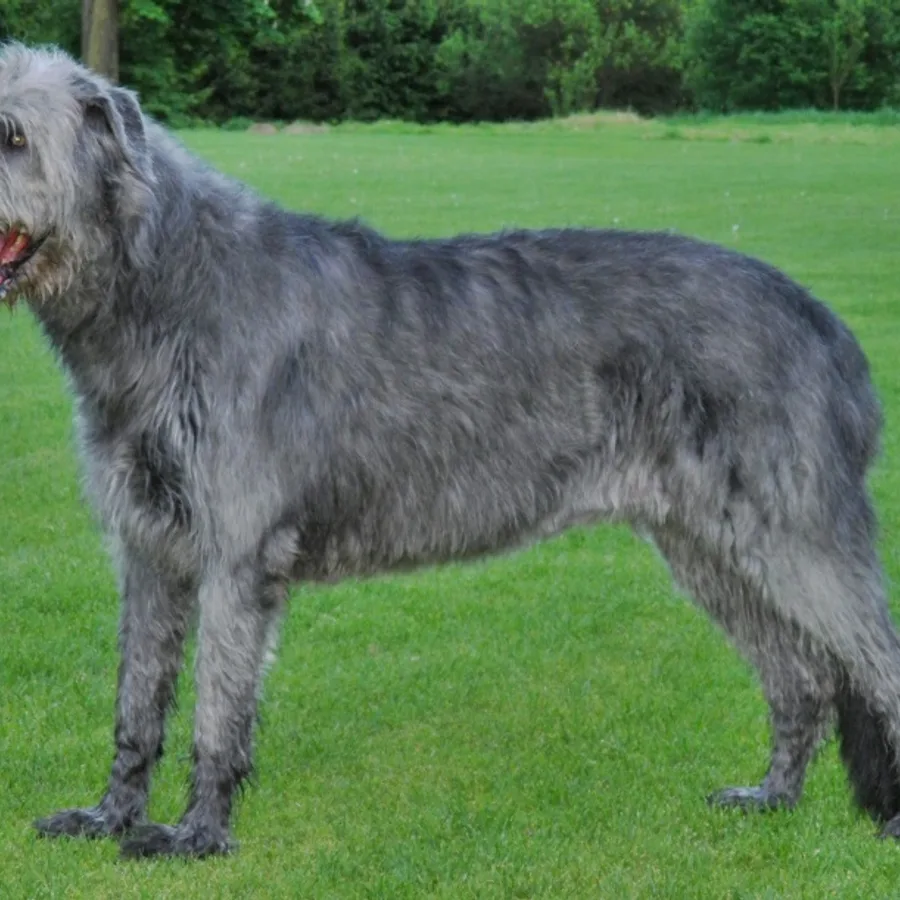 Irish Wolfhound dog