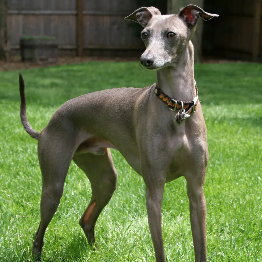 Italian Greyhound dog