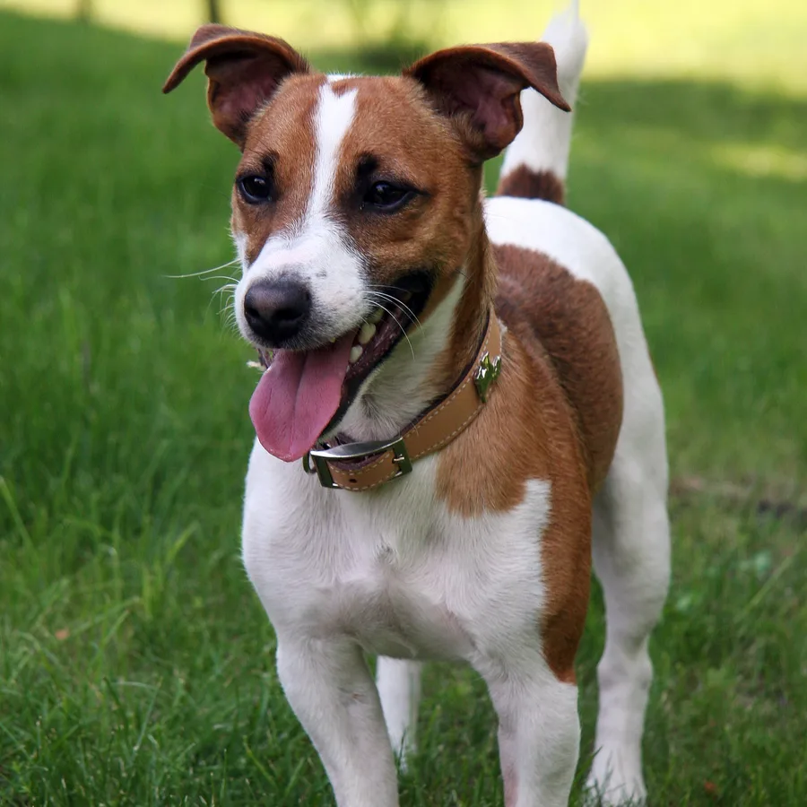 Jack Russell Terrier dog