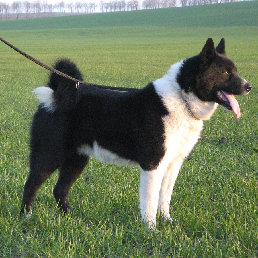 Karelian Bear Dog dog
