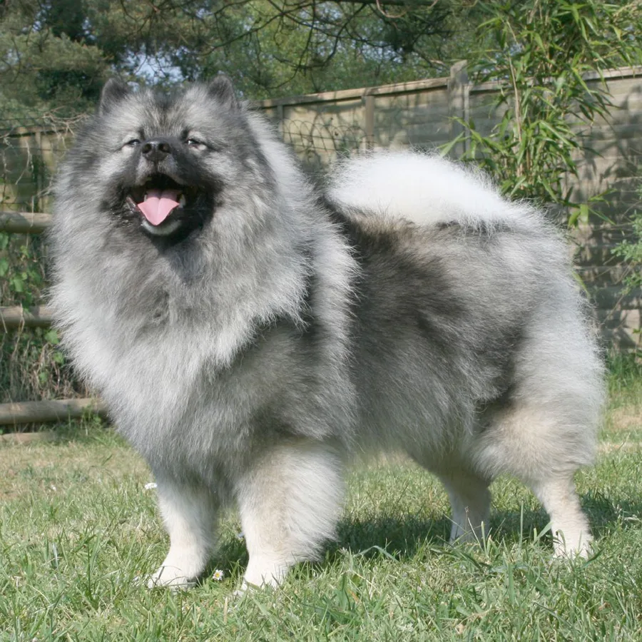 Keeshond dog