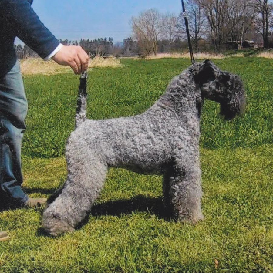 Kerry Blue Terrier dog