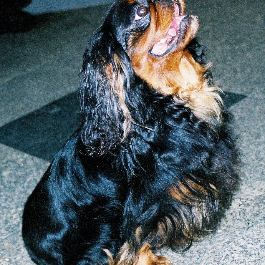 King Charles Spaniel dog