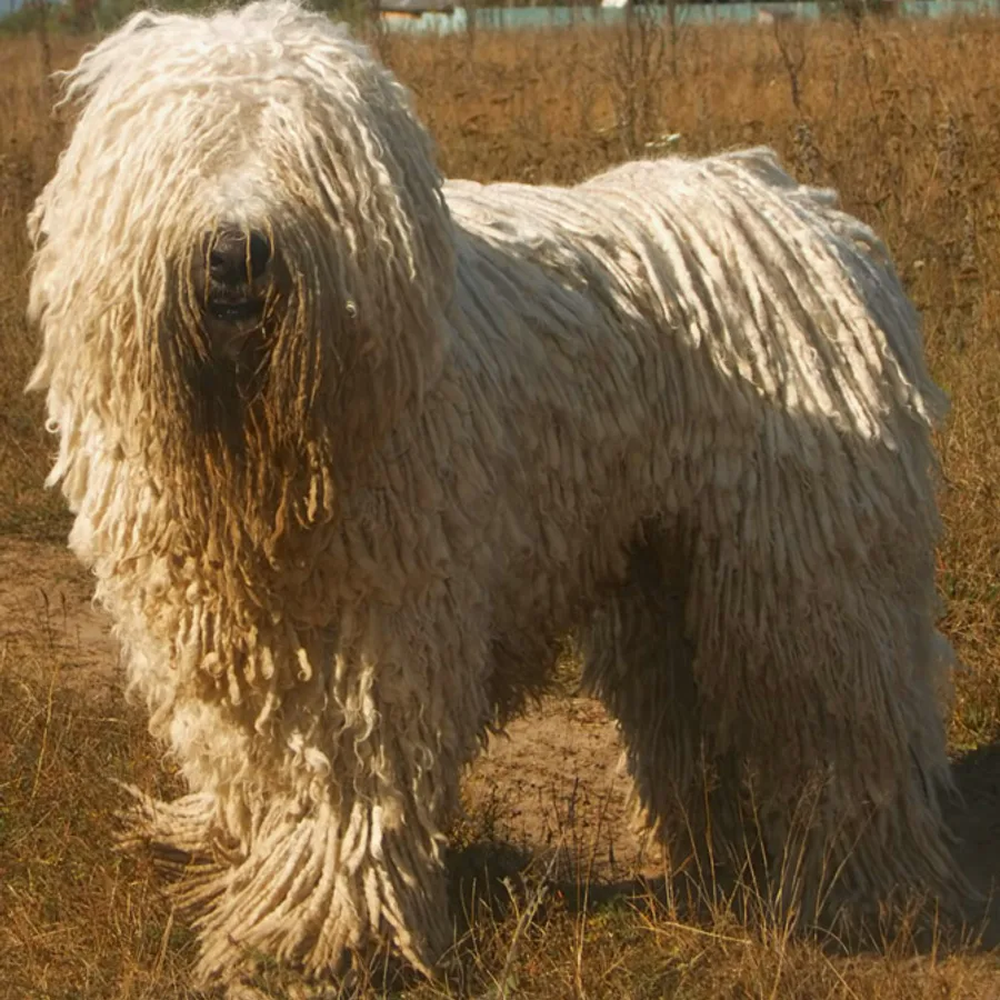 Komondor dog