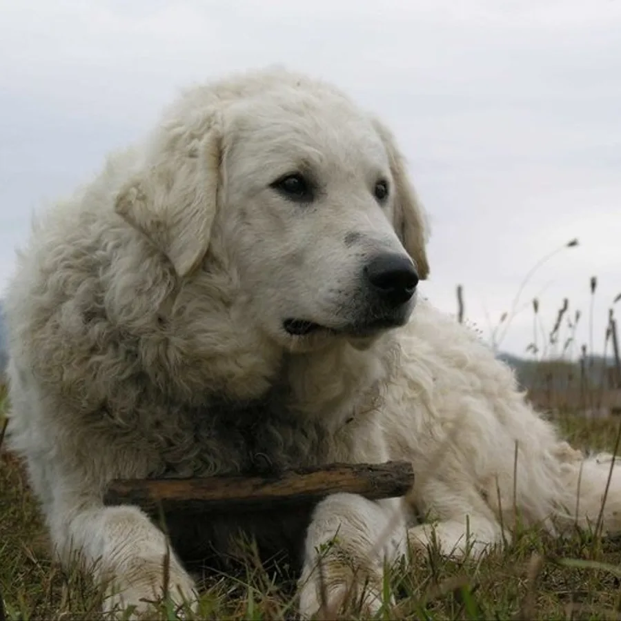 Kuvasz dog