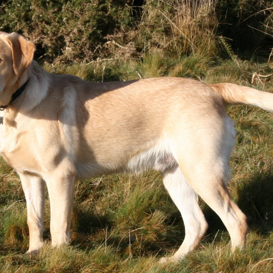 Labrador Retriever dog