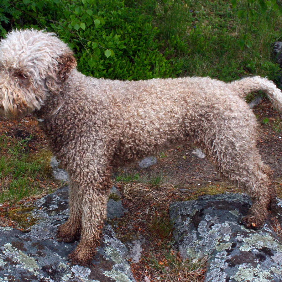 Lagotto Romagnolo dog