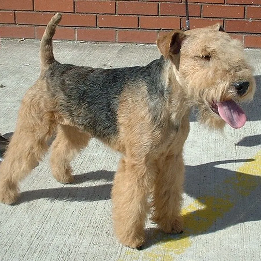 Lakeland Terrier dog