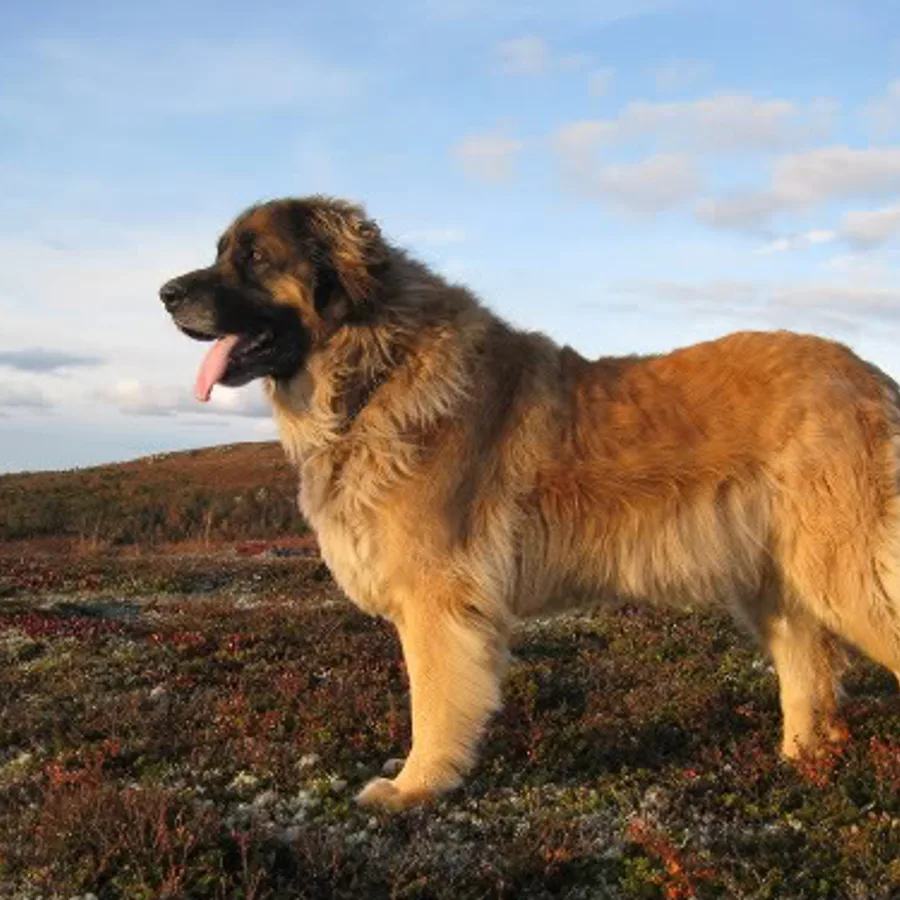 Leonberger dog