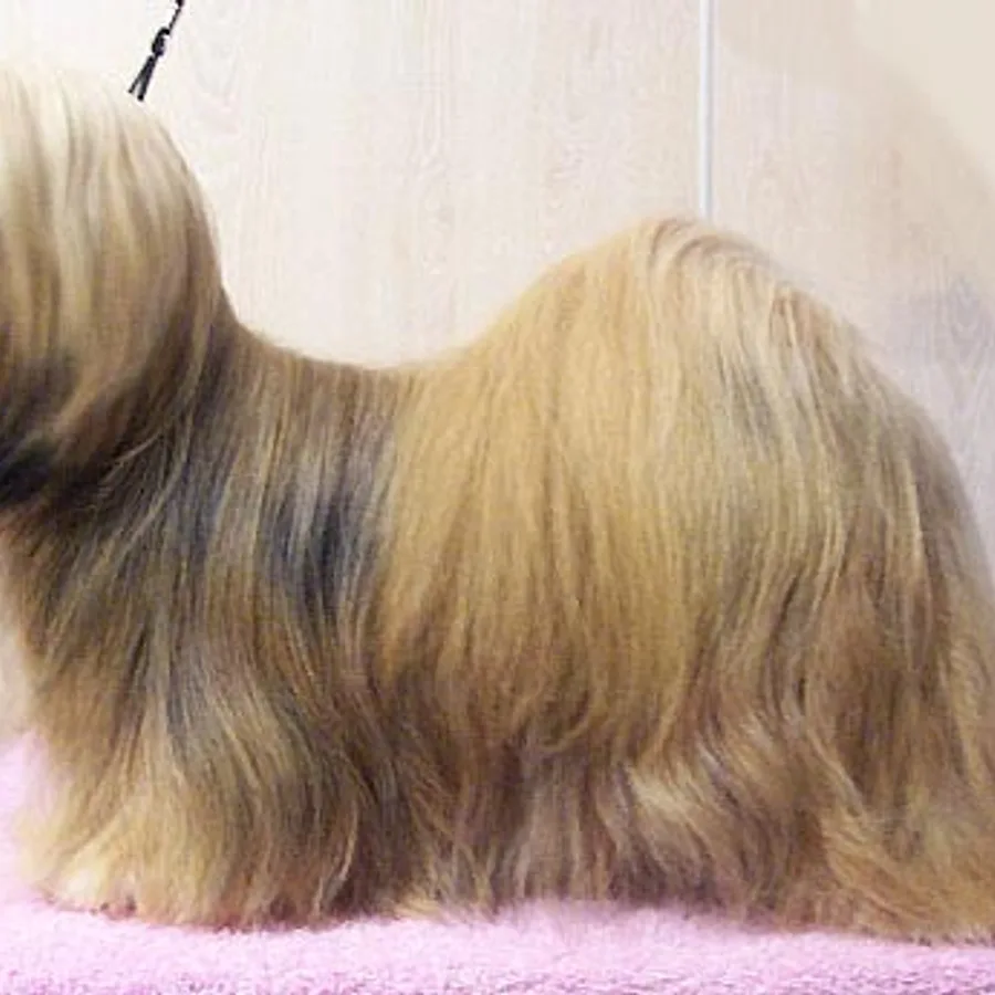 Lhasa Apso dog