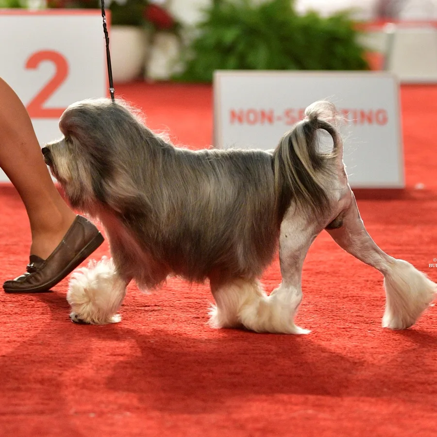 Löwchen dog