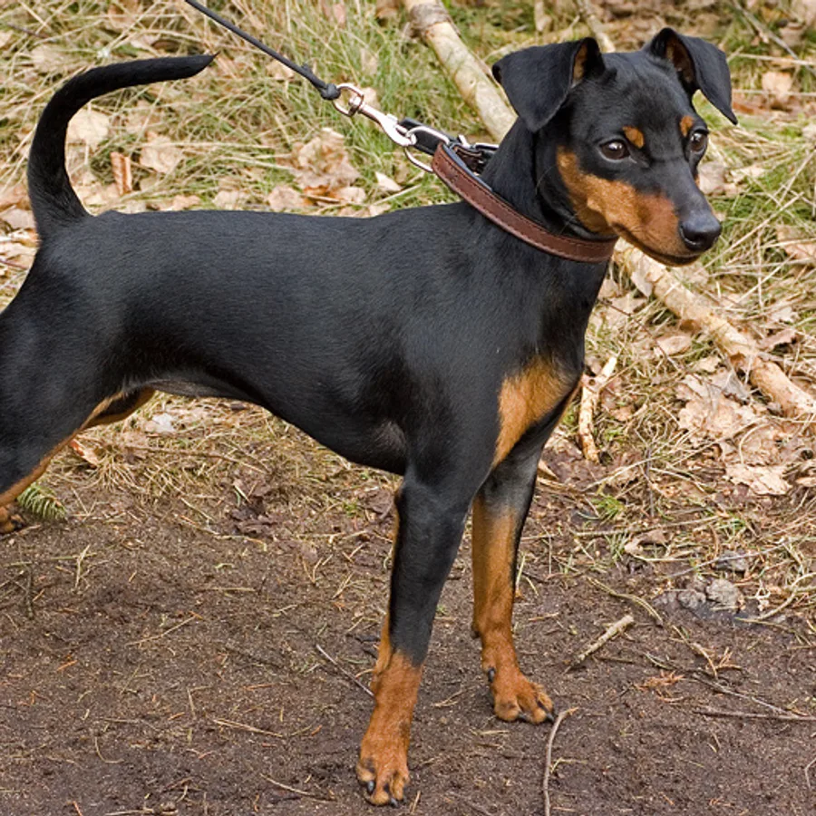 Miniature Pinscher dog