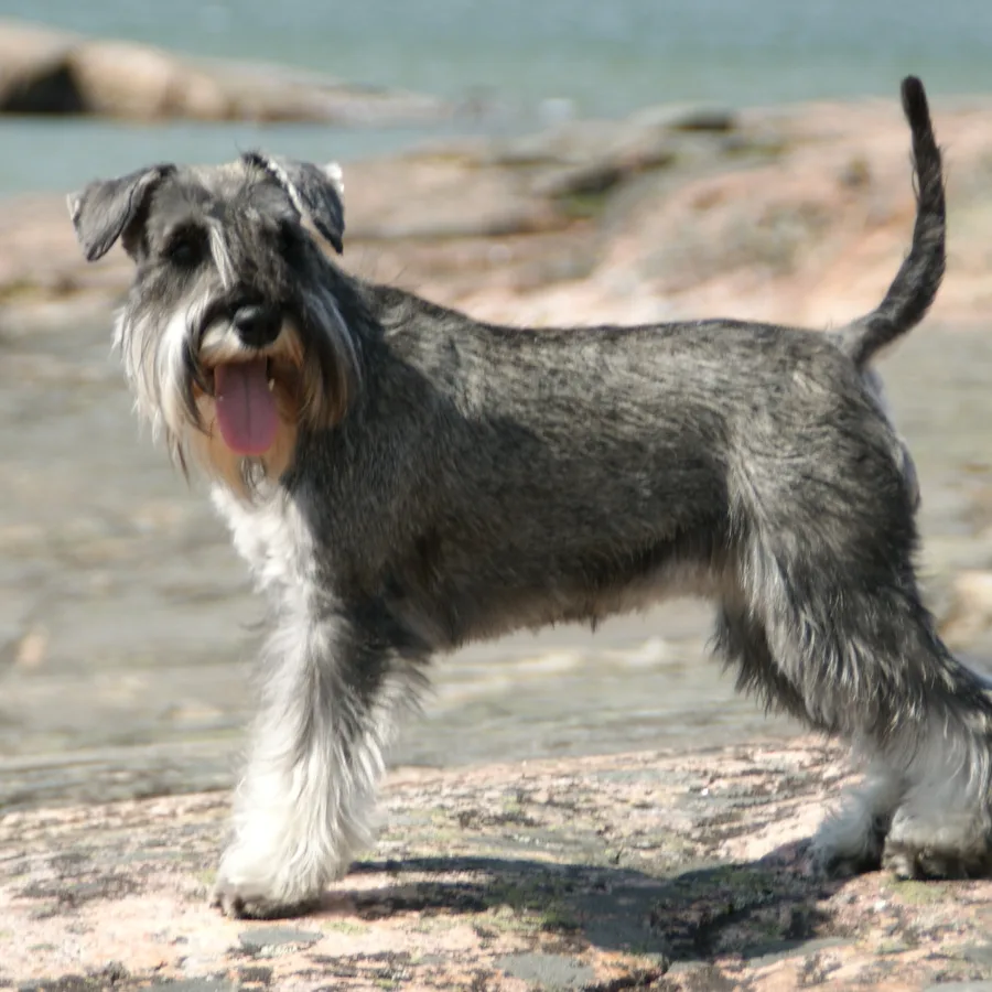 Miniature Schnauzer dog