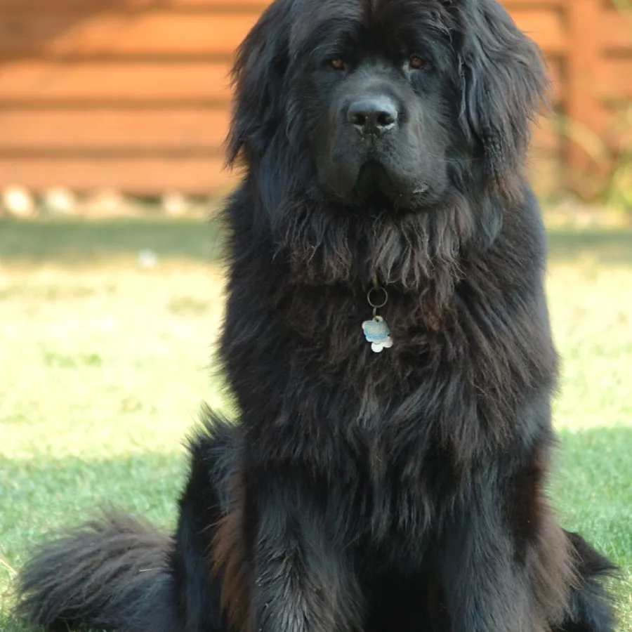 Newfoundland dog