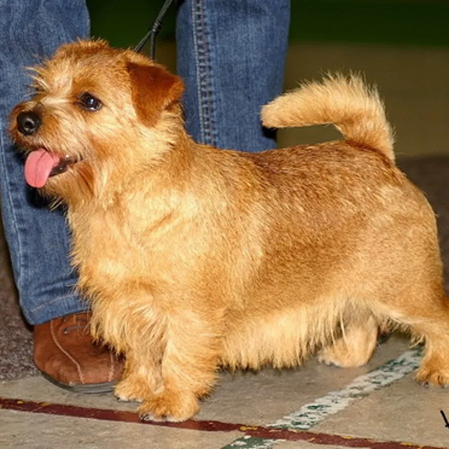 Norfolk Terrier dog