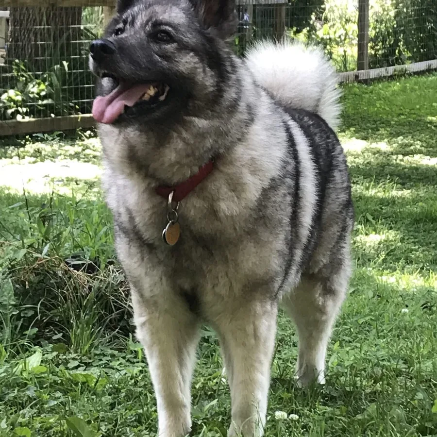 Norwegian Elkhound dog