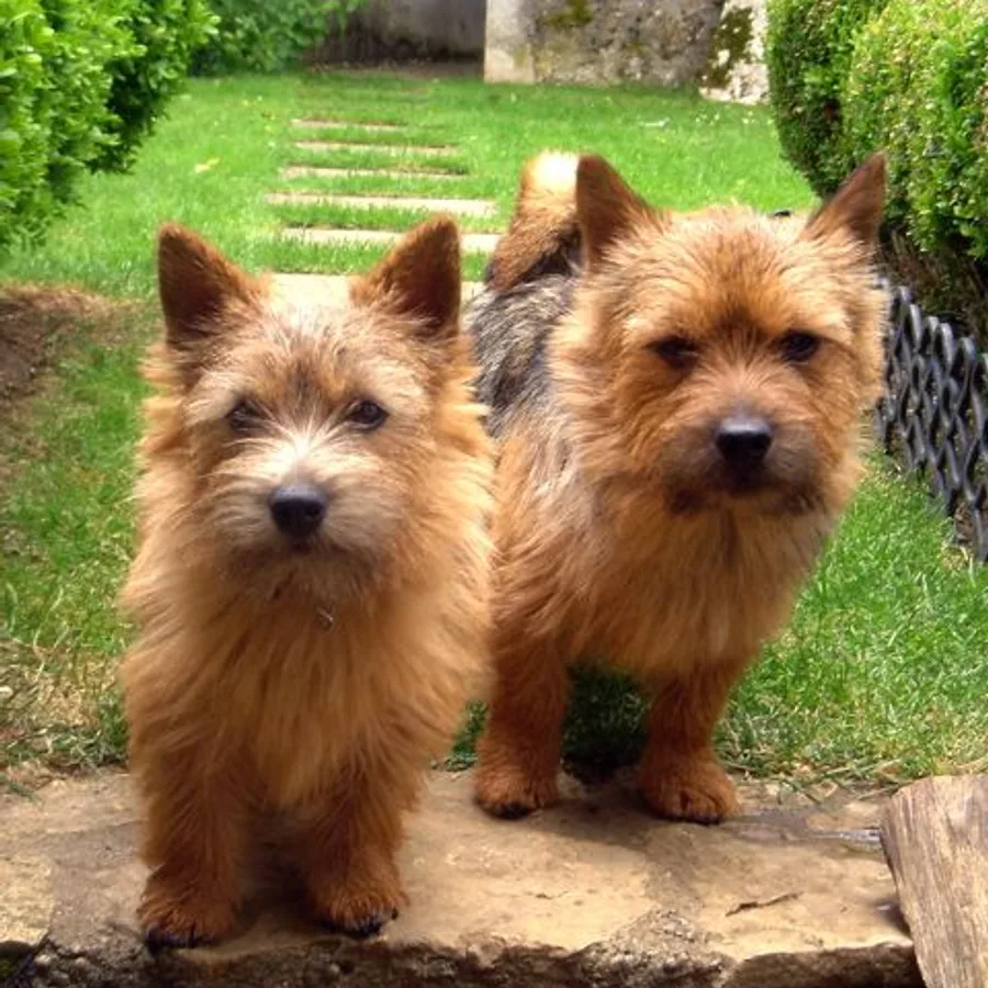 Norwich Terrier dog