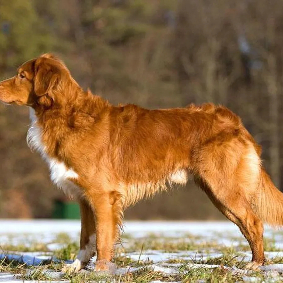Nova Scotia Duck Tolling Retriever dog