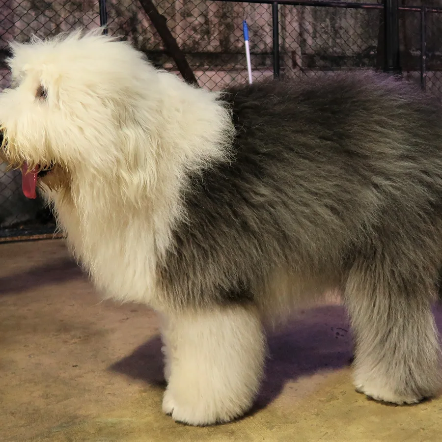 Old English Sheepdog dog