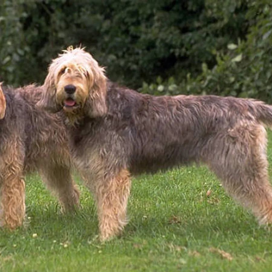 Otterhound dog