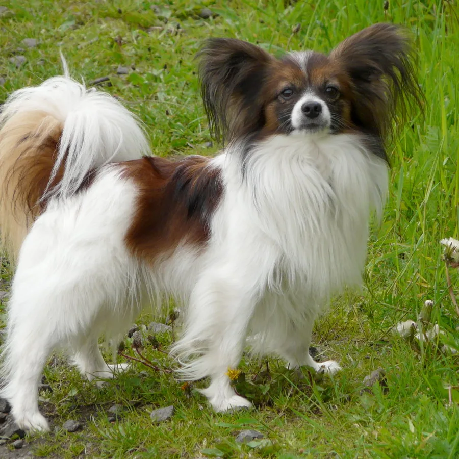 Papillon dog