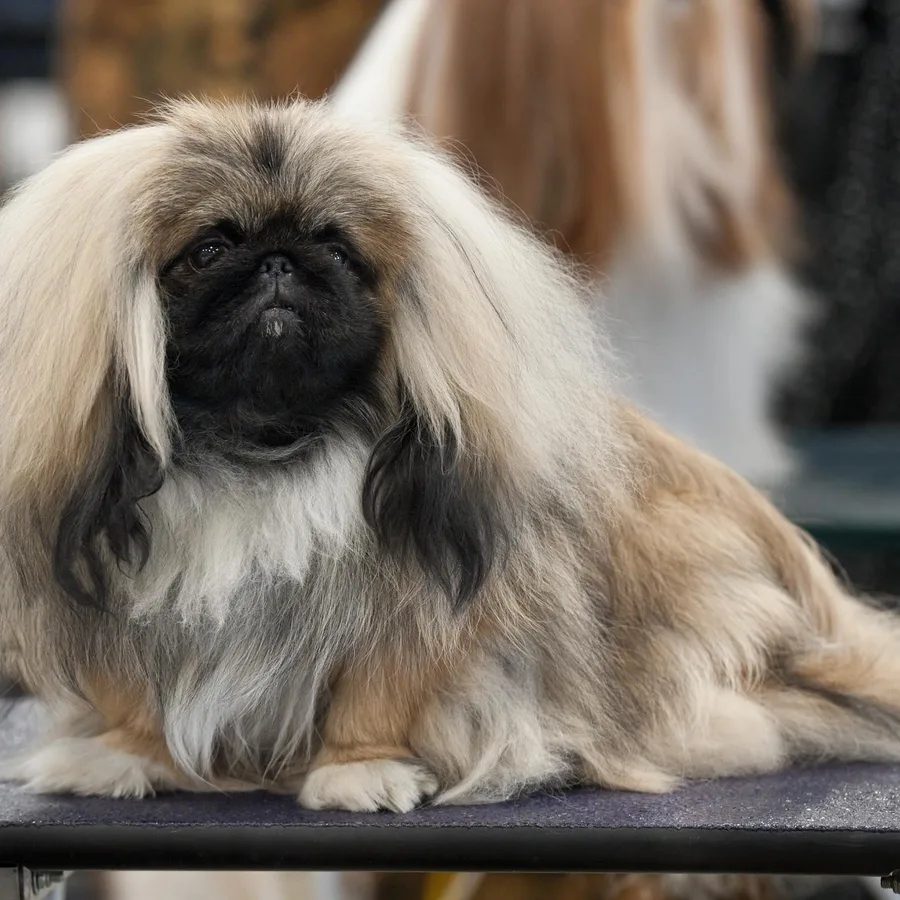 Pekingese dog